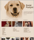 Hodowla labradorów - Kwiat Pustyni - labrador retriever