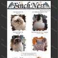  Finch Nest pl- Strona Hodowcy Kotów Rasowych