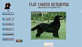 Flat coated retriever